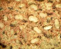 シバンムシ類の幼虫と蛹の写真