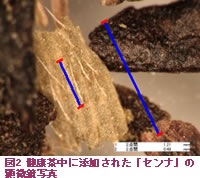 被圖2健康茶裡添加的"山扁豆"的顯微鏡照片