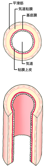 正常な気道の断面