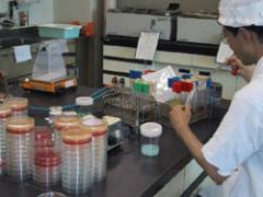 食中毒菌検査の風景