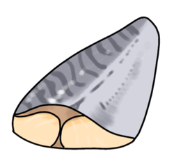 さばの切り身