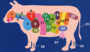 牛の肉の部位