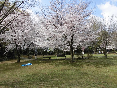 日吉の丘公園　桜