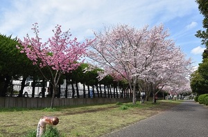 ヨコハマヒザクラ