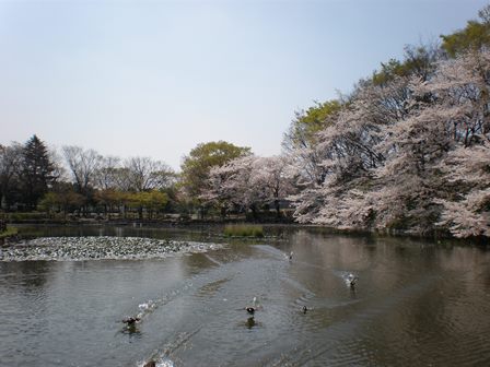 菊名池公園　写真１