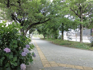 Ảnh con đường xanh Nakadehara