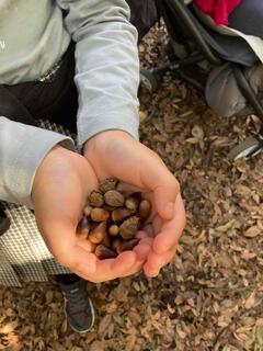 Photo of acorns picked up during a forest walk