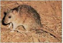 体重300ｇ、体長22～25センチ、体長より尾は短い