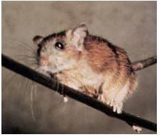 体重200ｇ、体長18～22センチ、体長より尾が長い