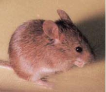 体重15～20ｇ、体長6～10センチ、体長と尾は同じくらいの長さ