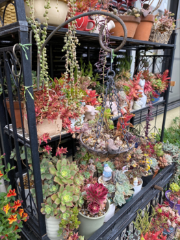 第13回港北オープンガーデン会場のようす