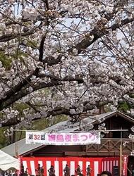 第32回綱島桜まつりのステージと桜並木の写真