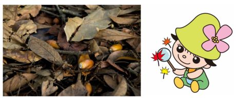 小さい秋を探すミズキー