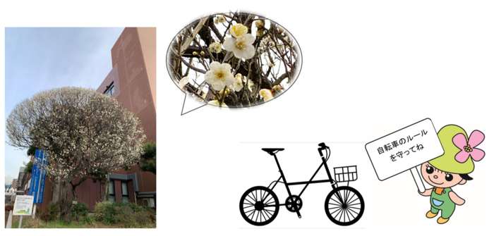 ミズキーと鏡餅