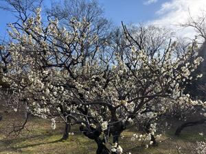 大倉山公園の白梅
