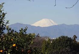 新羽丘陵富士山写真