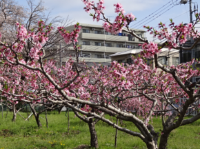 綱島的桃子照片