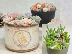 多肉植物の寄せ植え