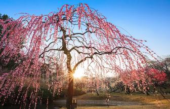 樹、春を喜ぶの画像