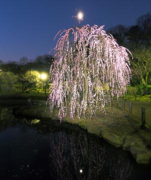 夜の枝垂れ梅