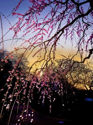 夕映えの梅の画像
