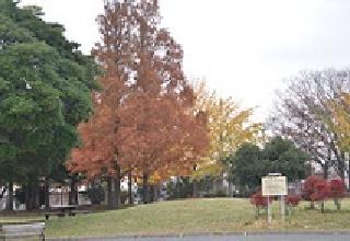 紅葉の季節は公園全体が七色に彩られます。