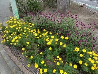 公園にはいくつかの花壇があり、きれいな花々が咲いています。