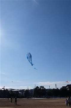 青空に舞い上がる青い凧の写真
