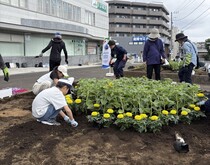 ひまわりをはじめとするお花を植えています