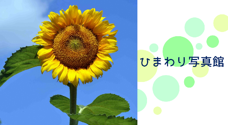 Sunflower Photo Studio