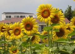 大賀の郷ひまわり畑