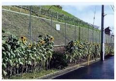 私のひまわり観てください