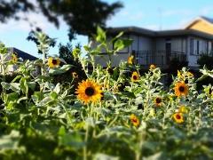 大公園のひまわり