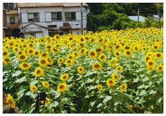 ひまわりがいっぱい