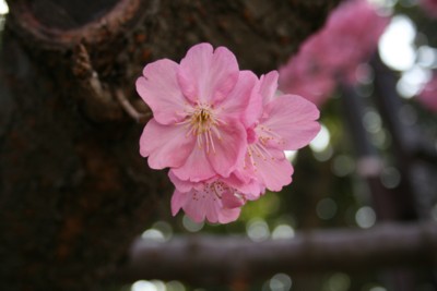 東永谷桜台公園の緋桜の写真その一