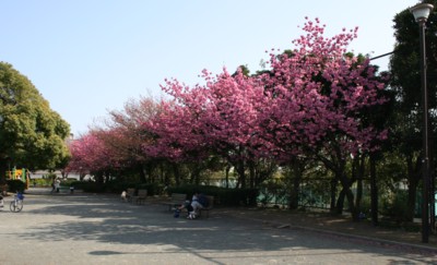 東永谷桜台公園の緋桜の写真その二