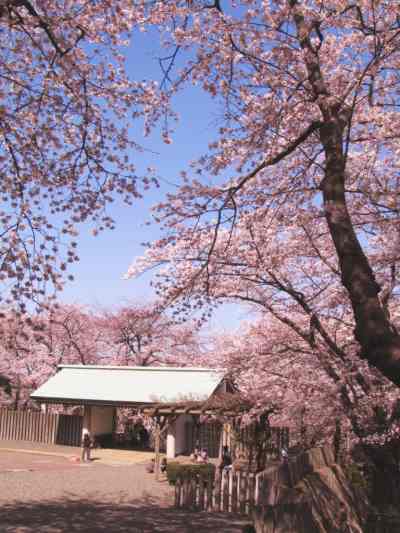 戦没者慰霊堂の桜