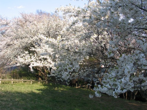 下永谷市民の森の桜