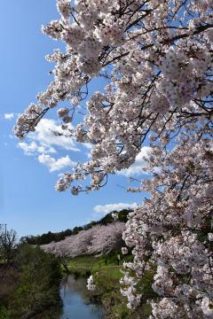 和泉川親水広場　青空を彩る桜色