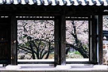 La figura de Parque de Mitsuike que la cereza de Mitsuike florece la pantalla