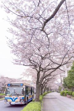 桜の道_野牧央