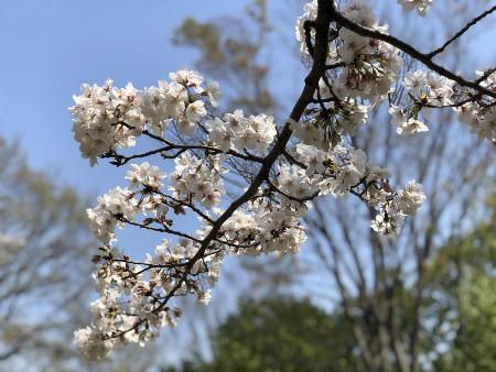 山田富士公園の桜その2