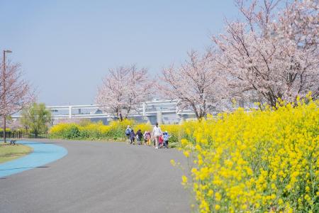 新横浜公園の桜と菜の花