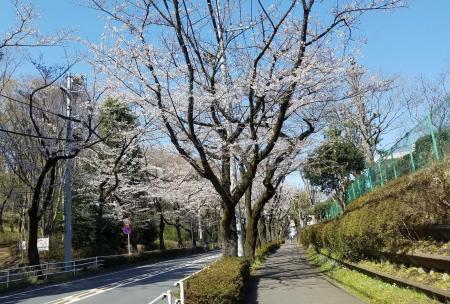 若葉台近隣公園前バス停付近の桜