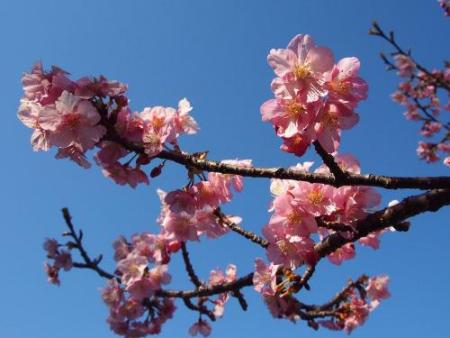 茅ケ崎公園の桜