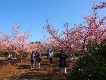 茅ケ崎公園の桜その2