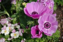 グリーンボラ写真32