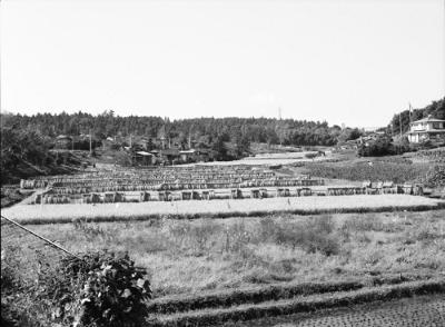 上白根稲荷社横の上白根耕地。刈り取った稲が干されている。左奥に市営上白根住宅の平屋戸建の屋根屋根。