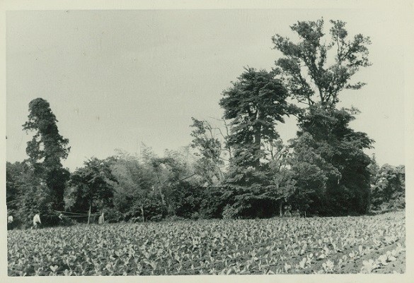 羽沢町の釈迦堂周辺の画像
