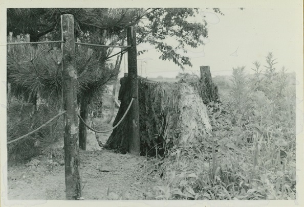 古跡"硯台松樹"附近的古木殘株的圖片